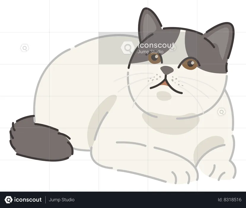 British shorthair cat  Illustration