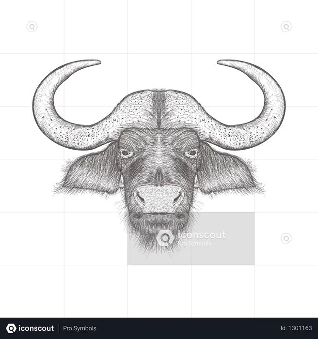 Bull  Illustration
