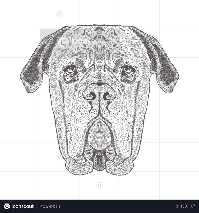 Bulldog  Illustration