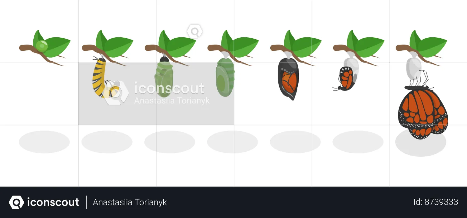 Butterfly Metamorphosis and 7 Steps Life Cycle  Illustration