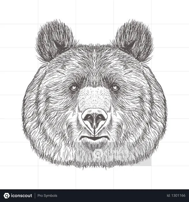 Cabeça de urso  Ilustração