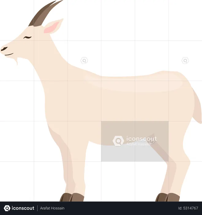 Cabra  Ilustração