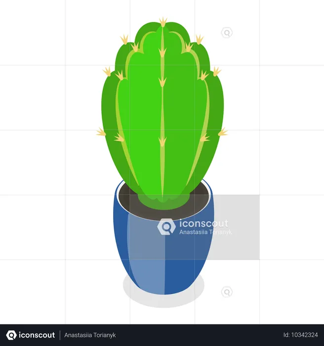 Cactus  Illustration