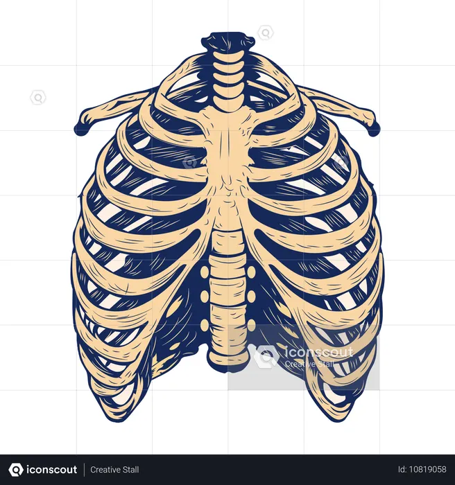 Rib cage  Illustration