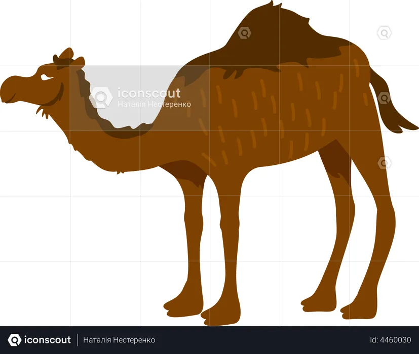 Camel  Illustration