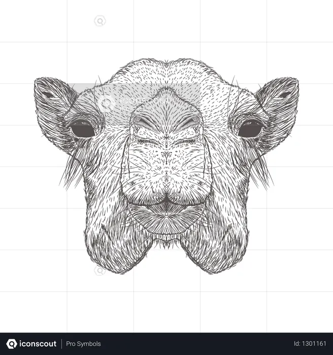Camel  Illustration