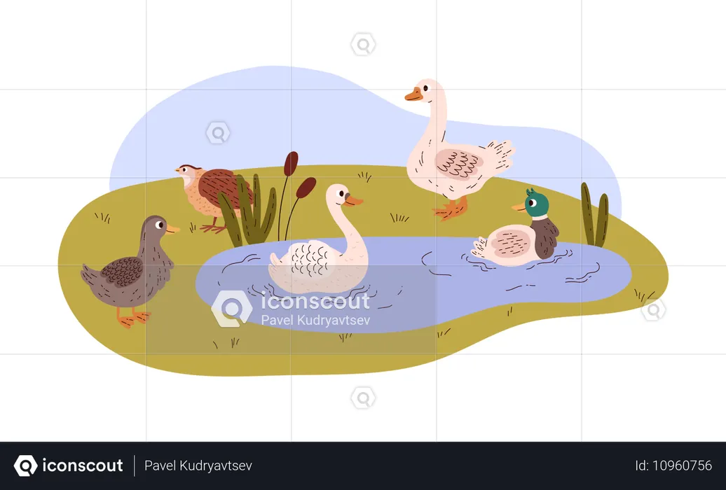 Canard et cygne nagent dans l'étang et marchent sur l'herbe  Illustration