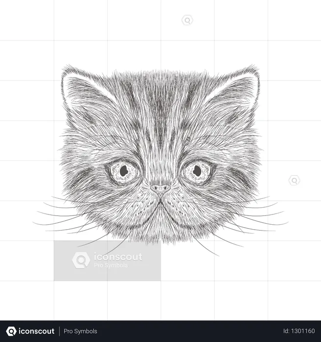 Cat  Illustration