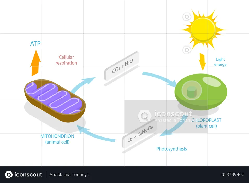 Cellular Respiration, Metabolic Chemical Energy ATP Cycle  Illustration