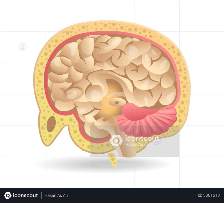 Cérebro  Ilustração