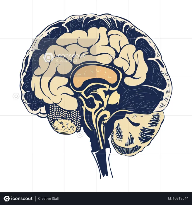 Cerveau  Illustration