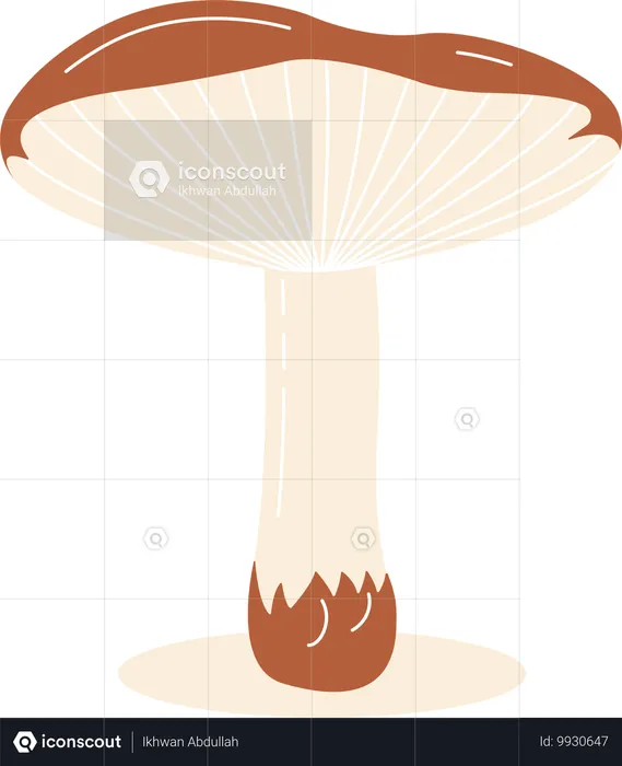 Champignon  Illustration