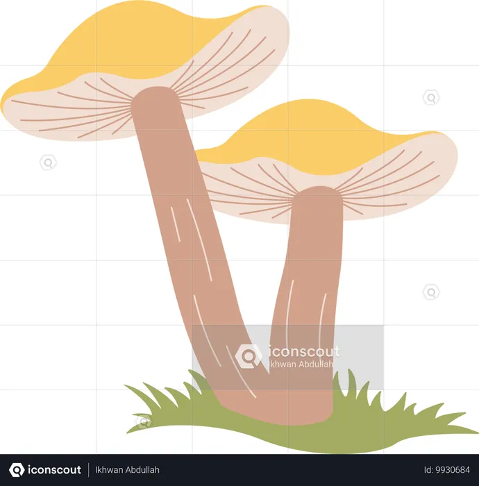 Champignon  Illustration