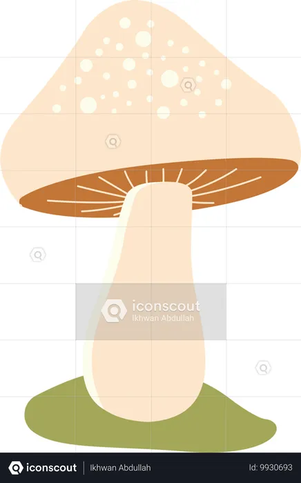 Polka aux champignons  Illustration