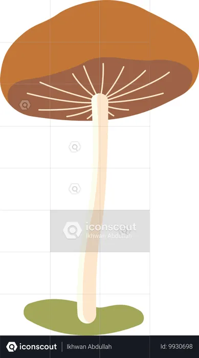 Polka aux champignons  Illustration