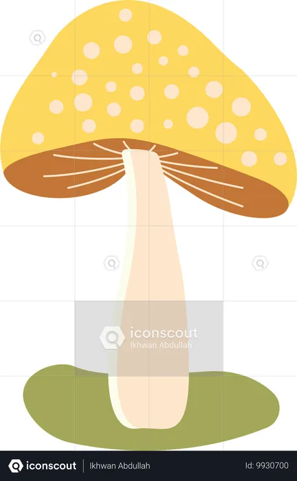 Polka aux champignons  Illustration