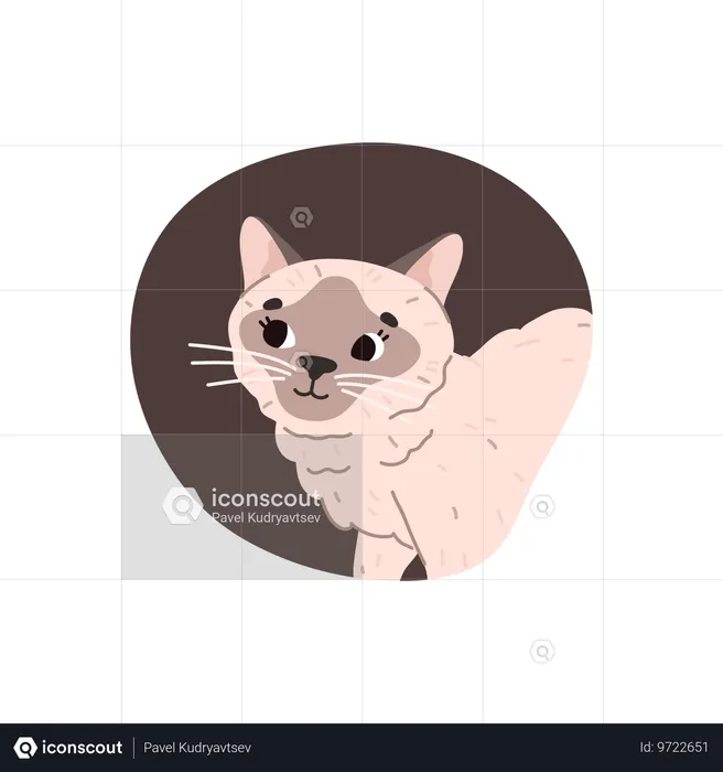 Chat siamois ou chaton dans un cadre couleur  Illustration