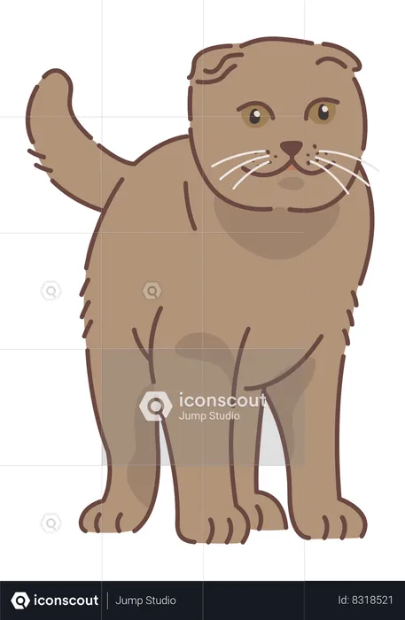 Chat écossais  Illustration