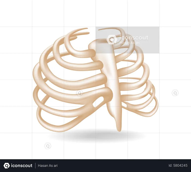 Chest bones  Illustration