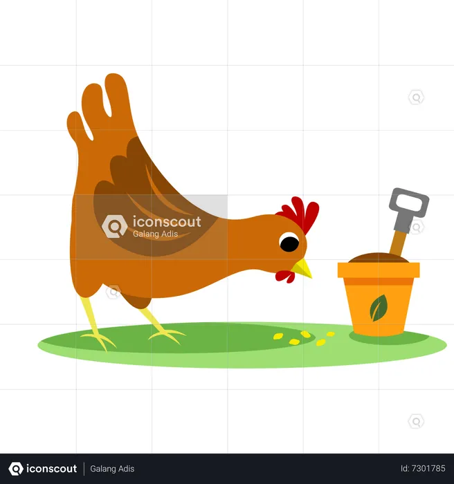 Chicken  Illustration