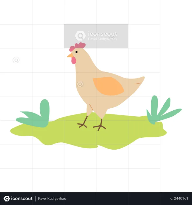Chicken in the farm  Illustration