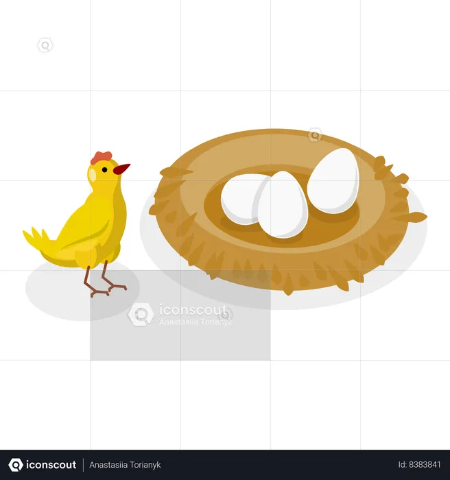 Chicken roaming near nest to protect eggs from enemies  Illustration