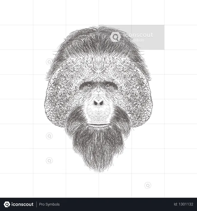 Chimpanzee Head  Illustration