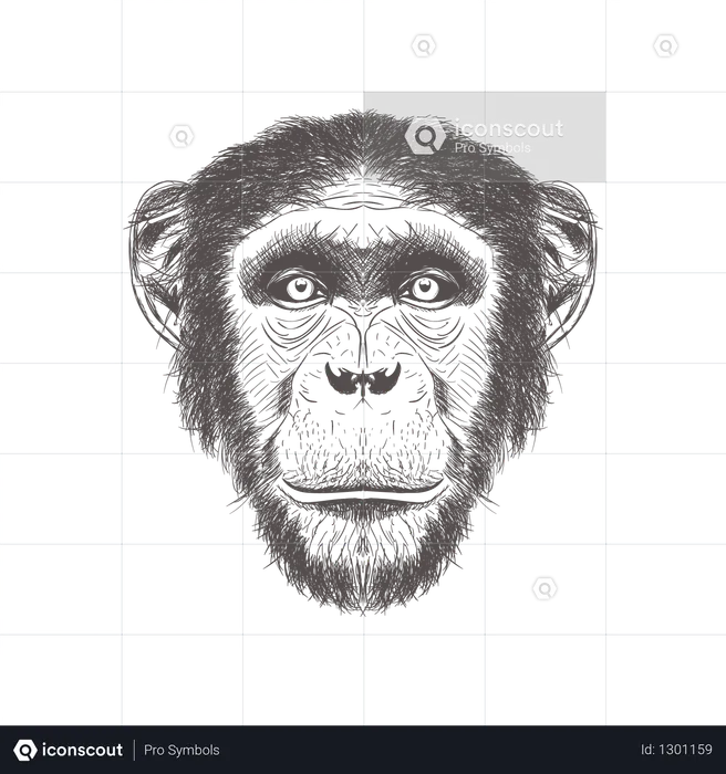 Chimpanzee  Illustration