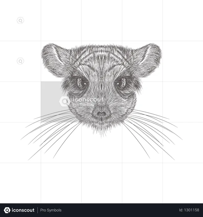 Chinchilla  Illustration