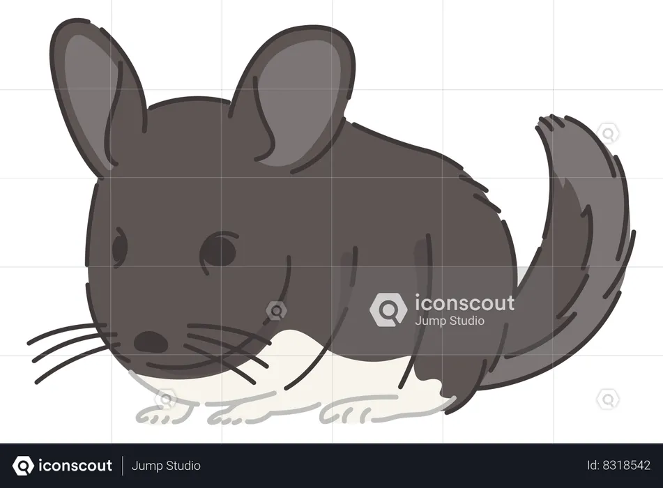 Chinchilla  Illustration