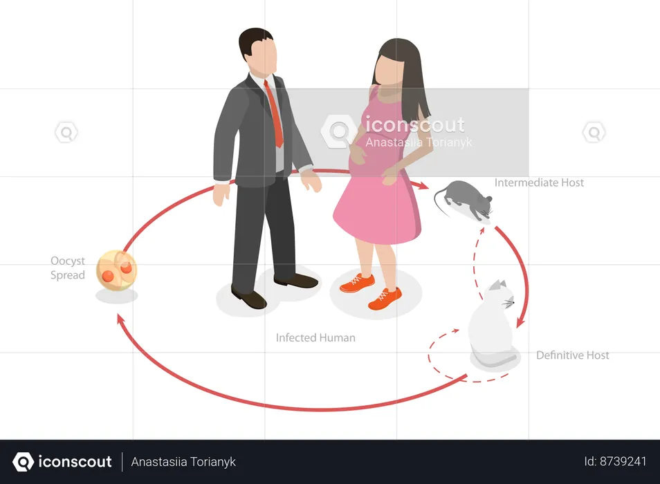 Ciclo de vida del Toxoplasma Gondii  Ilustración