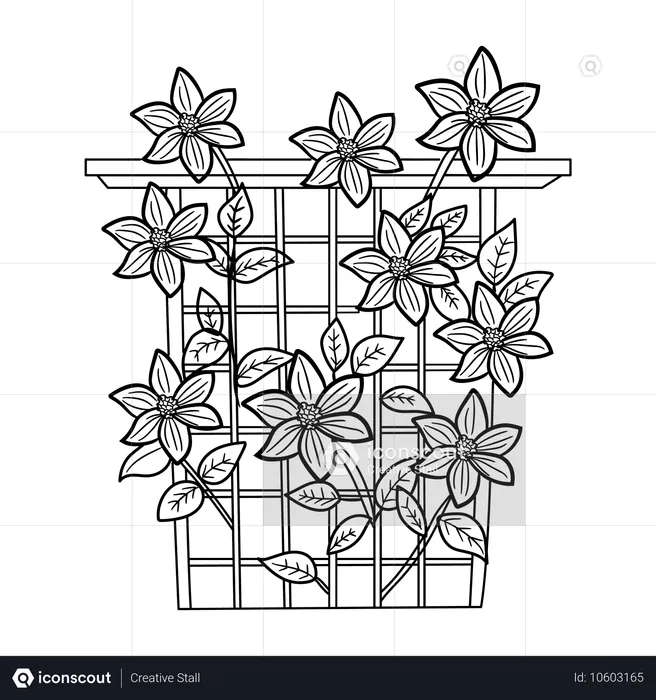 Clematis Vines  Illustration