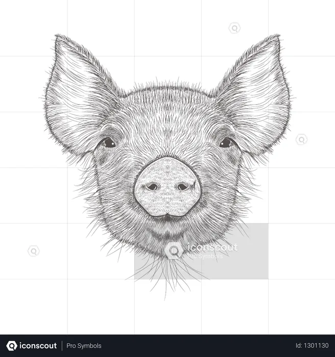 Cochon  Illustration