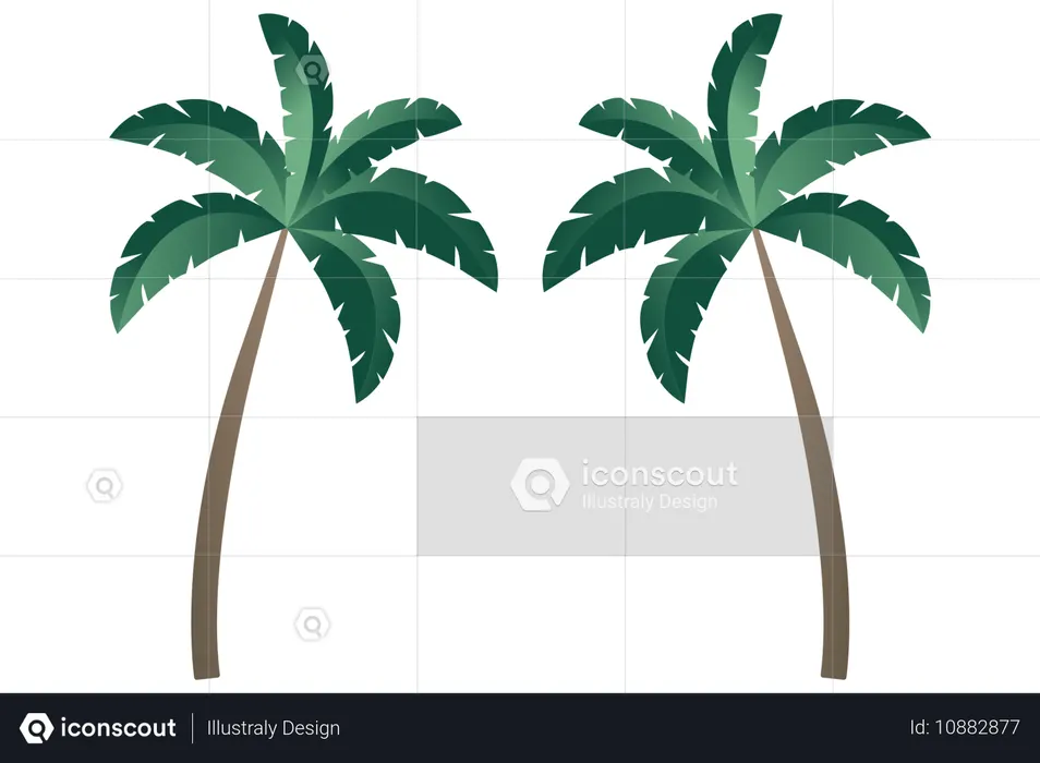 Coconut Tree  Illustration