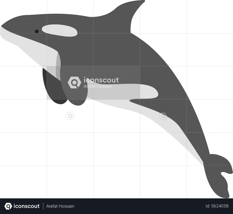 Cold water whale  Illustration