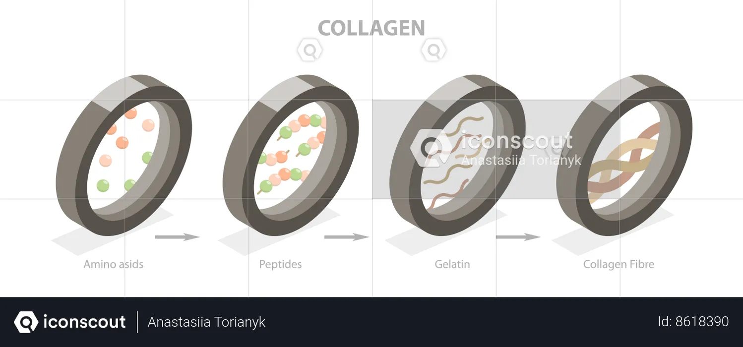 Collagen  Illustration