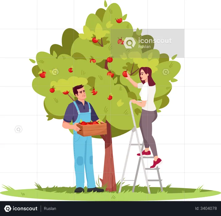 Collecting apple crop  Illustration
