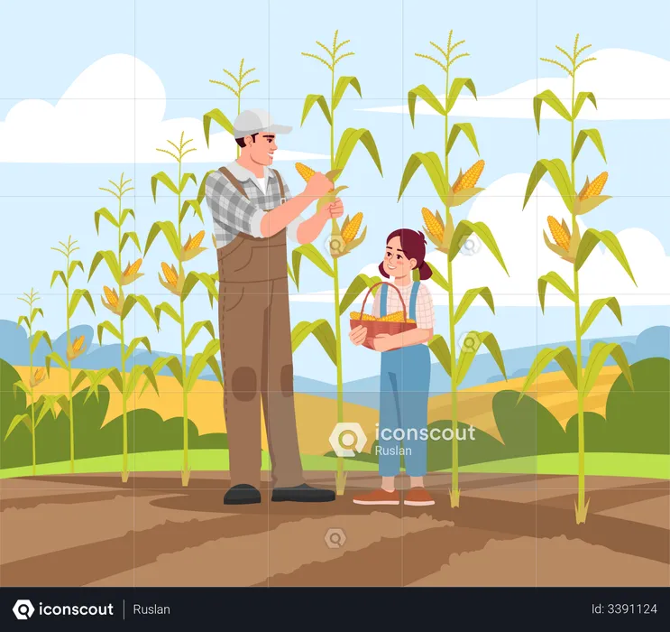 Collecting corn harvest  Illustration
