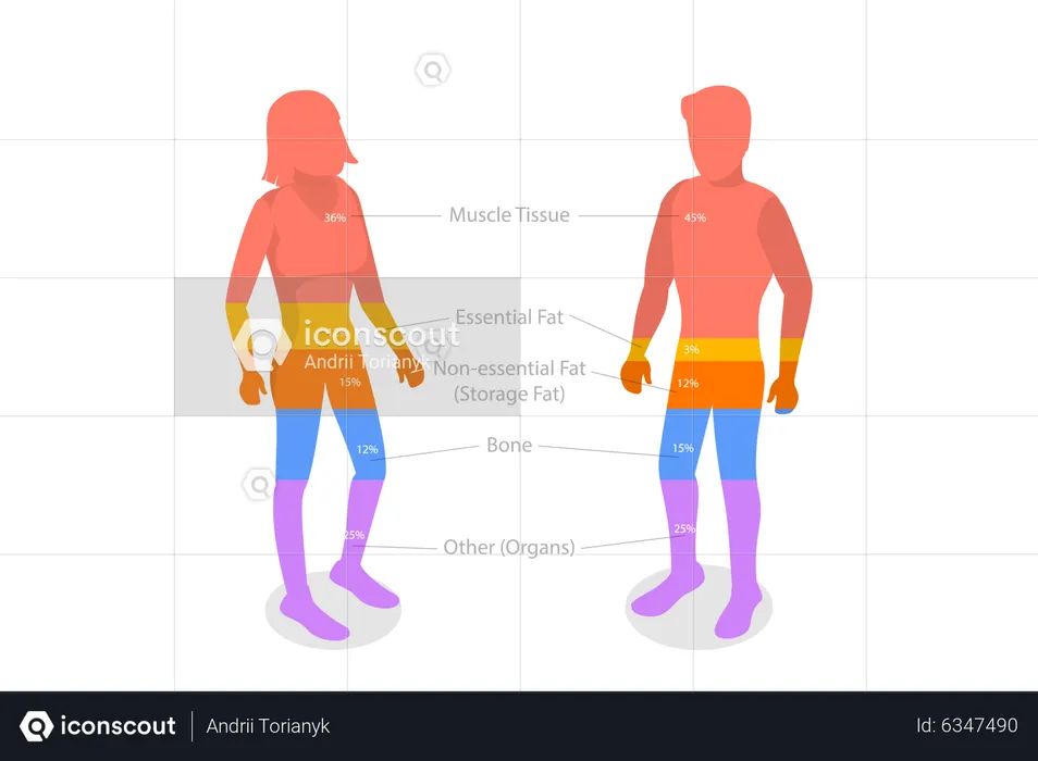 Composição do corpo humano  Ilustração