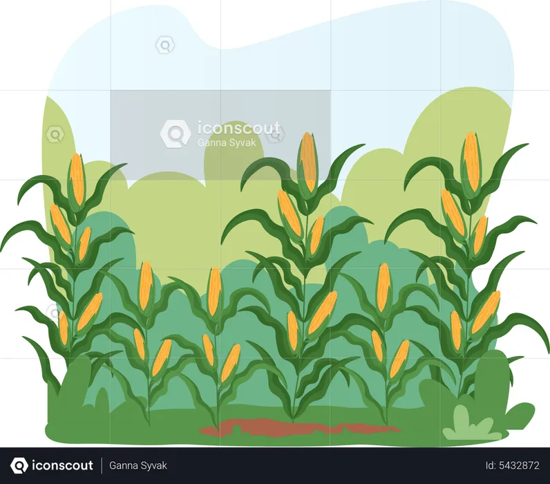 Corn Field Landscape  Illustration