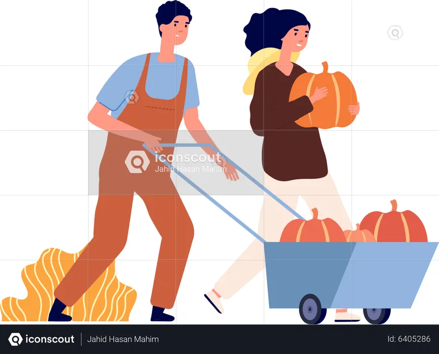 Couple harvesting pumpkins  Illustration