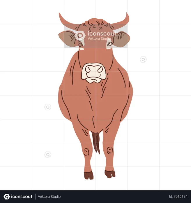 Cow  Illustration