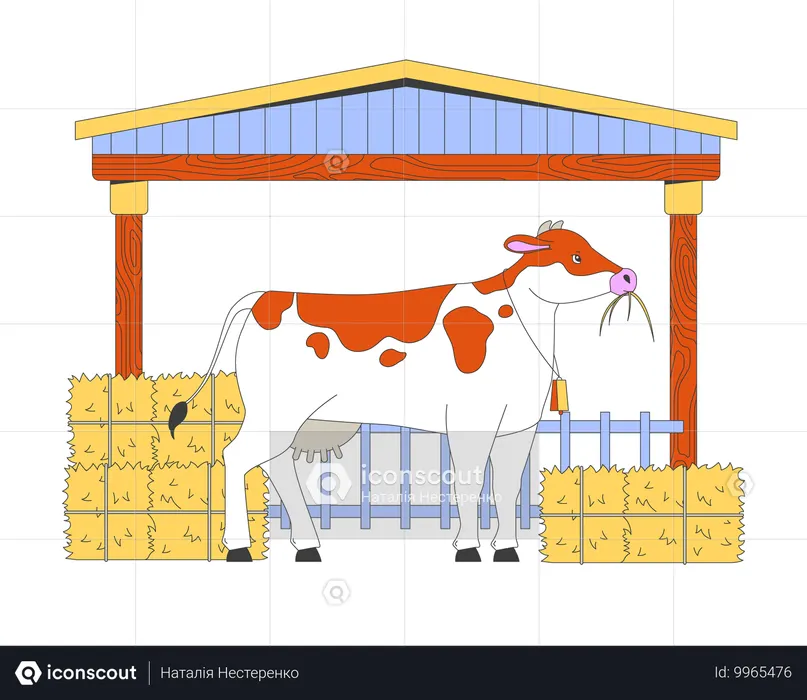 Cow eating hay in barn  Illustration