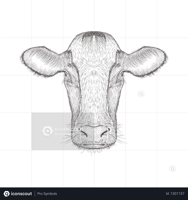 Cow Head  Illustration