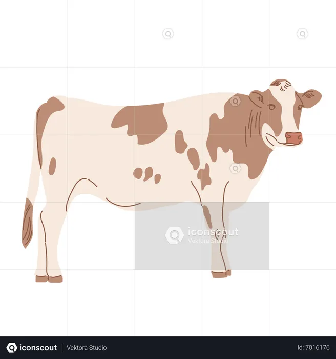 Cow  Illustration