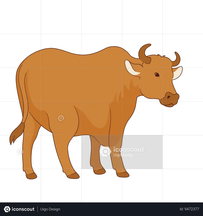 Cow  Illustration