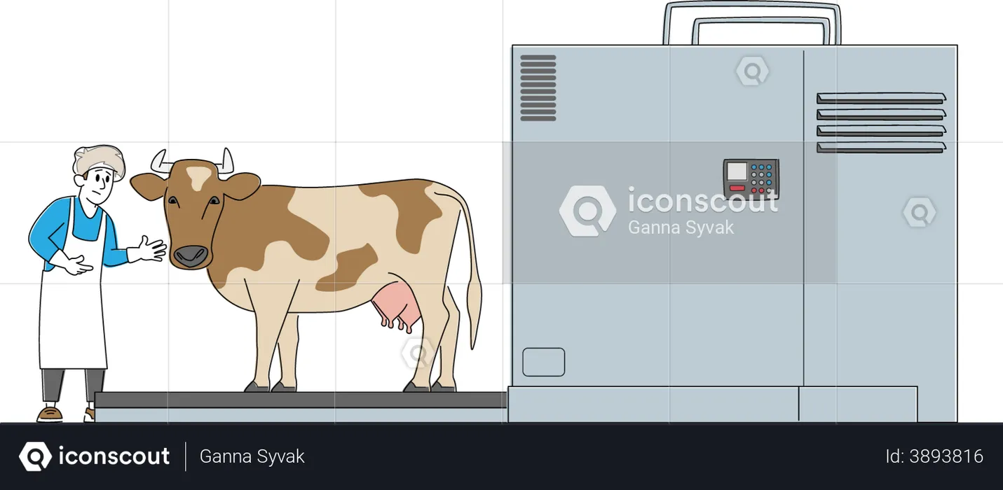 Cow Stand on Processing Line before Carcass Cutting and Producing Beef Production  Illustration