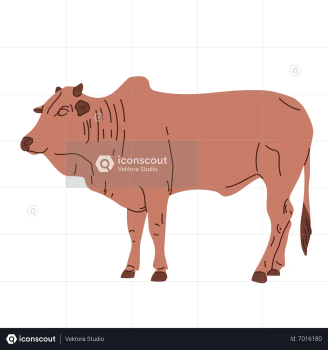 Cow standing  Illustration