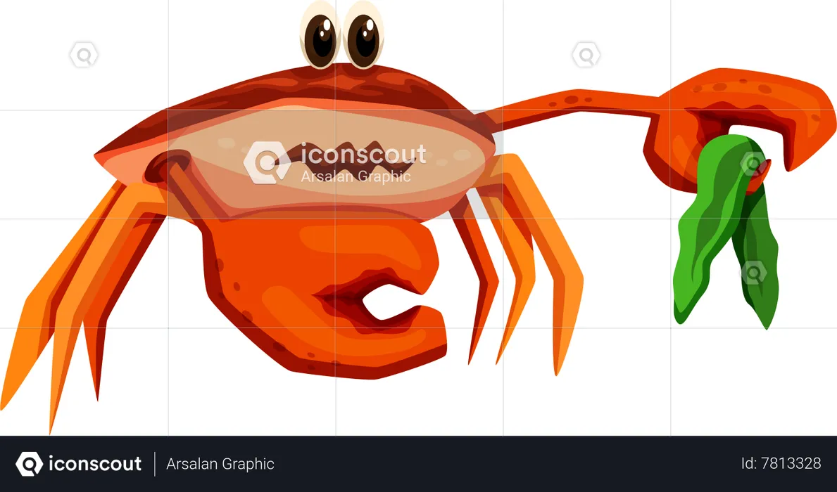 Crab  Illustration