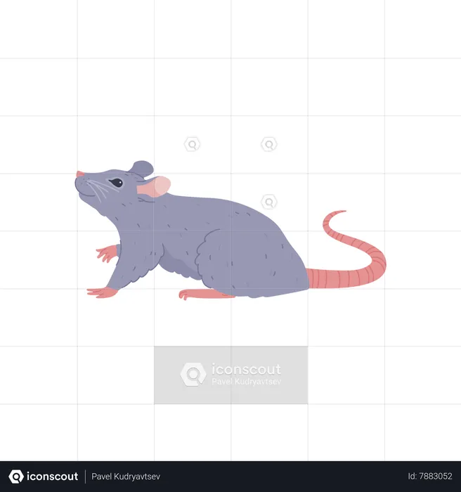 Cute little gray rat looking up  Illustration